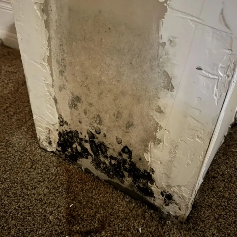 Professional Mold Removal in Walsenburg, CO